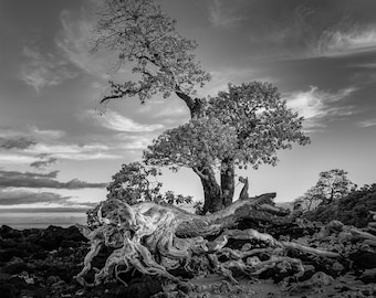 What Remains, Wailoloa Tree Print, Black and White Hawaiian Island Fine Art Photography