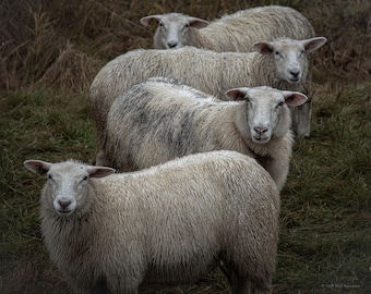 Norway Sheep Print, Fine Art Norwegian Rural Photography