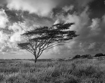 Windswept – Black and White Hawaiian Landscape Print, Kauai Nature Photography, Wall Art