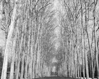 Avenue of Trees Black and White Print – Versailles France Fine Art Photography