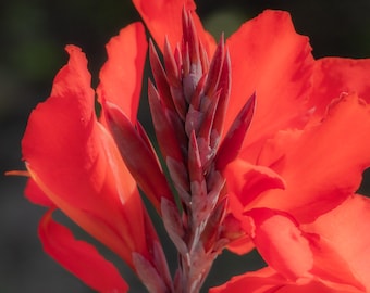 Indian Shot Print, Floral Fine Art Photography
