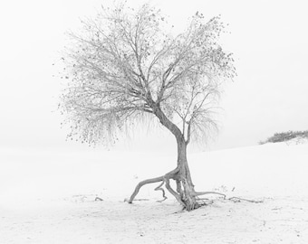Survival – White Sands National Park Black and White Fine Art Photography