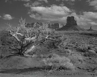 Weathered Juniper Print, Monument Valley Fine Art Photography, Southwest Desert Wall Art