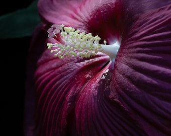 Burgundy Hibiscus, Botanical Fine Art Photography Print
