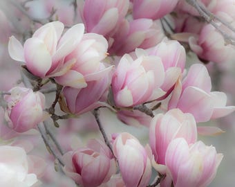 Magnolia Blossoms, Soft Botanical Photography