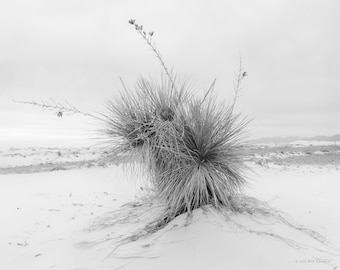 White Yucca, White Sands National Park Print, Minimalist Black and White New Mexico Photography
