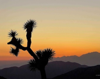 Joshua Tree Sunset Print, American Southwest Fine Art Photography