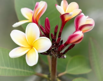 Plumeria – Hawaiian Floral Print, Botanical Fine Art Photography, Color and Black&White