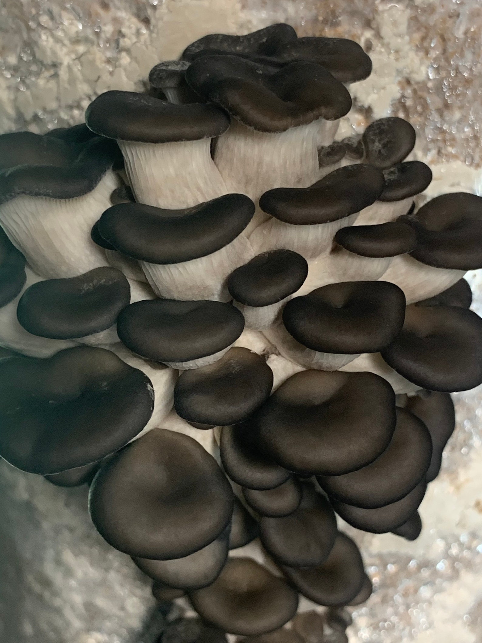 Blue Oyster Grain Spawn Etsy