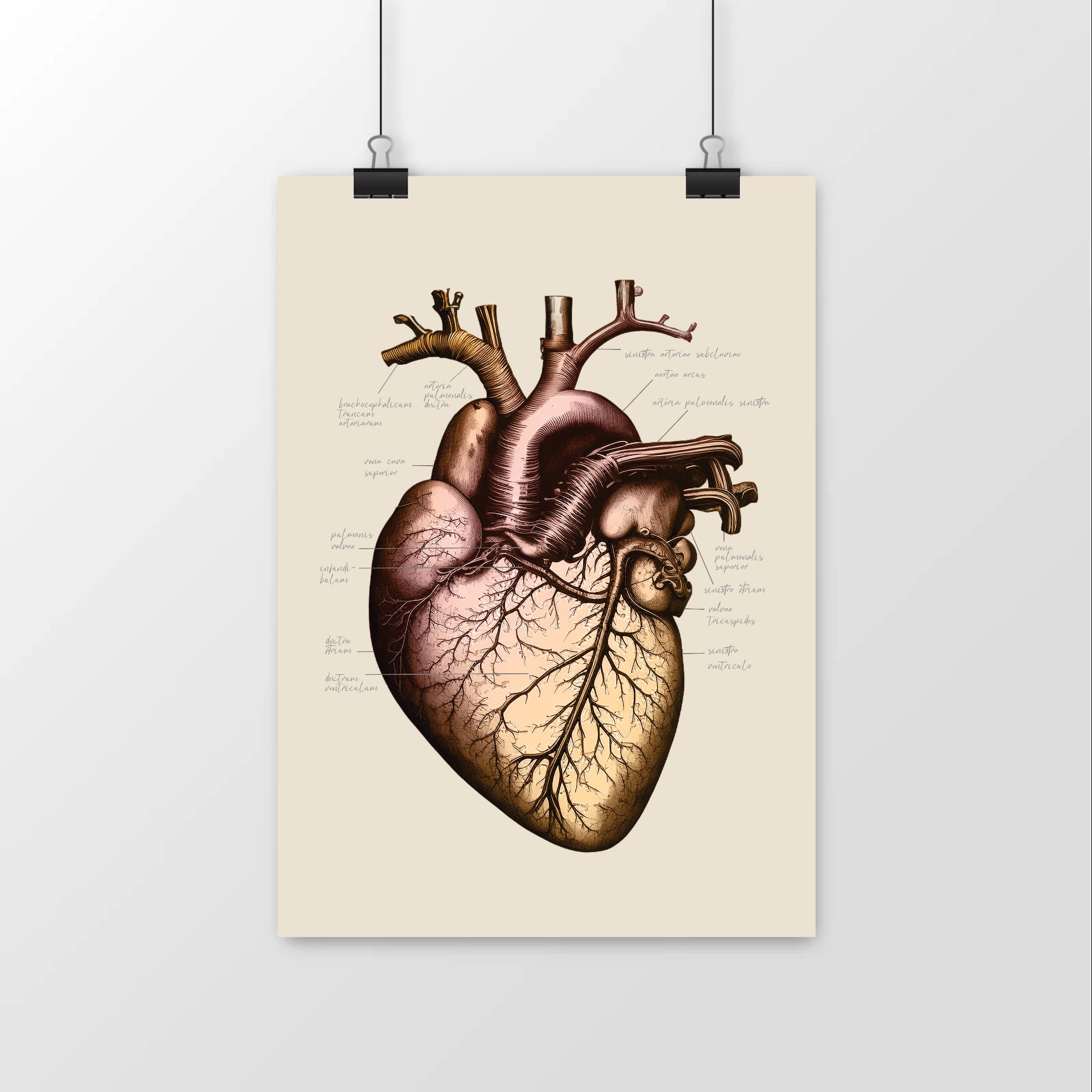 Vintage Anatomy Heart Poster Medical Illustration Organ Drawing Words ...