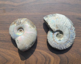 Ammolite Ammonite Fossil Ancient Sea Animal
