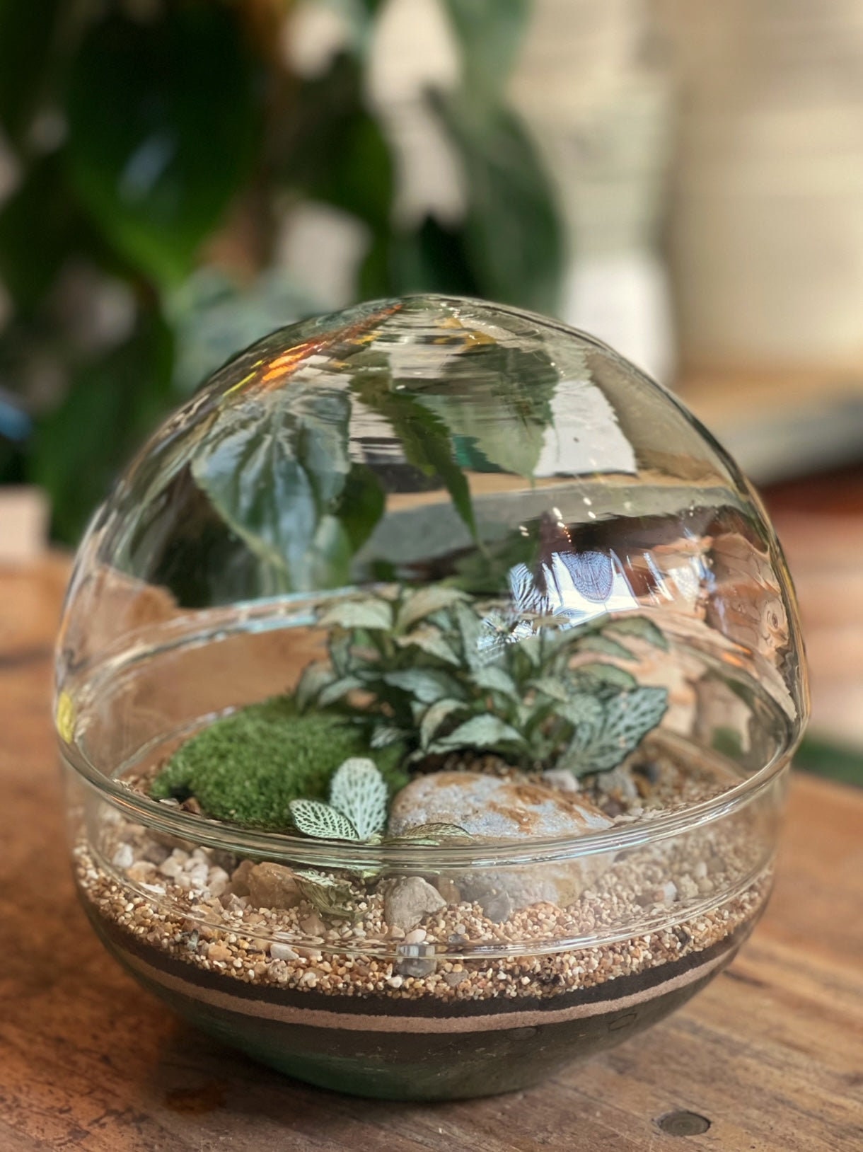 Buy Terrarium Kit Online In India -  India