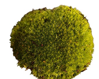 Bun Moss - Coussin Moss - Terrarium Moss