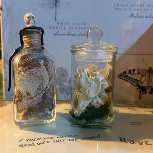 May include: Two glass containers: a rectangular bottle with a skull-topped cork containing a textured white snake shed, and a cylindrical jar with a glass lid holding white animal bones and green moss, both displayed as decorative curiosities.