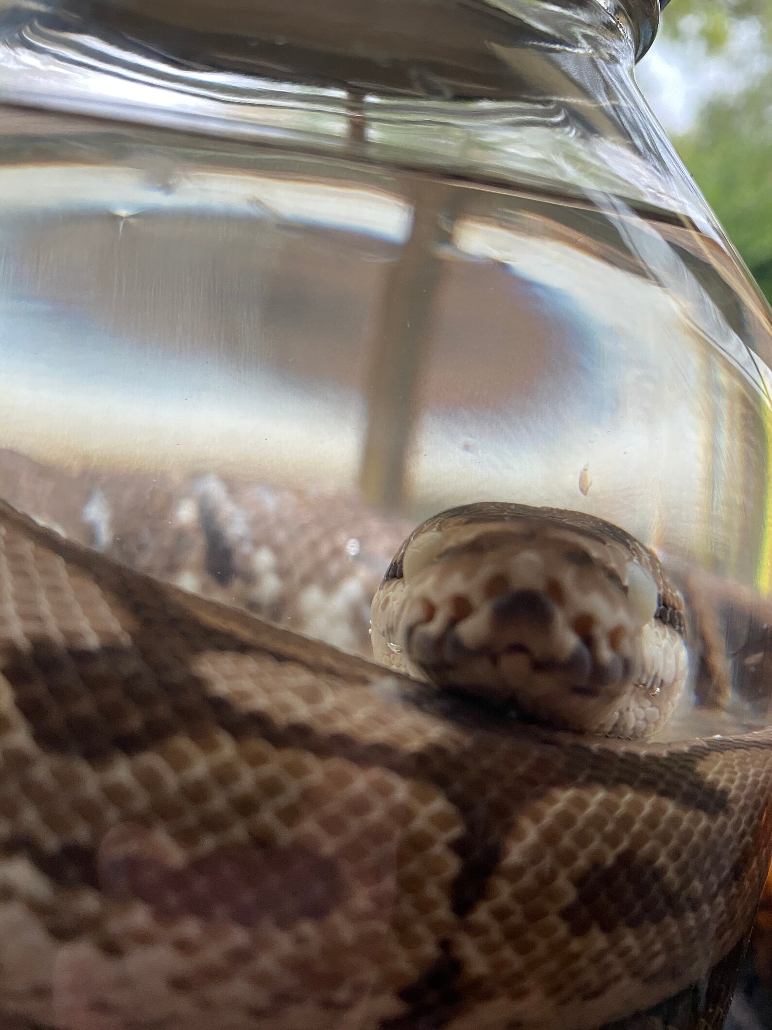 This is a REAL preserved snake and there is clear pictures. | Etsy