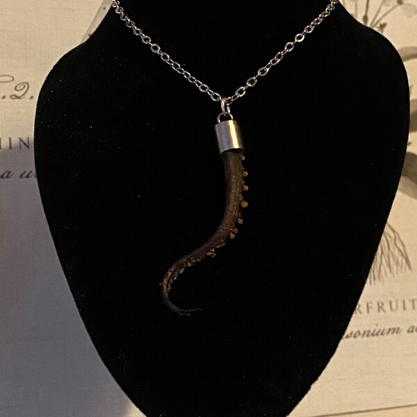 Real dried octopus tentacle necklace in gift box