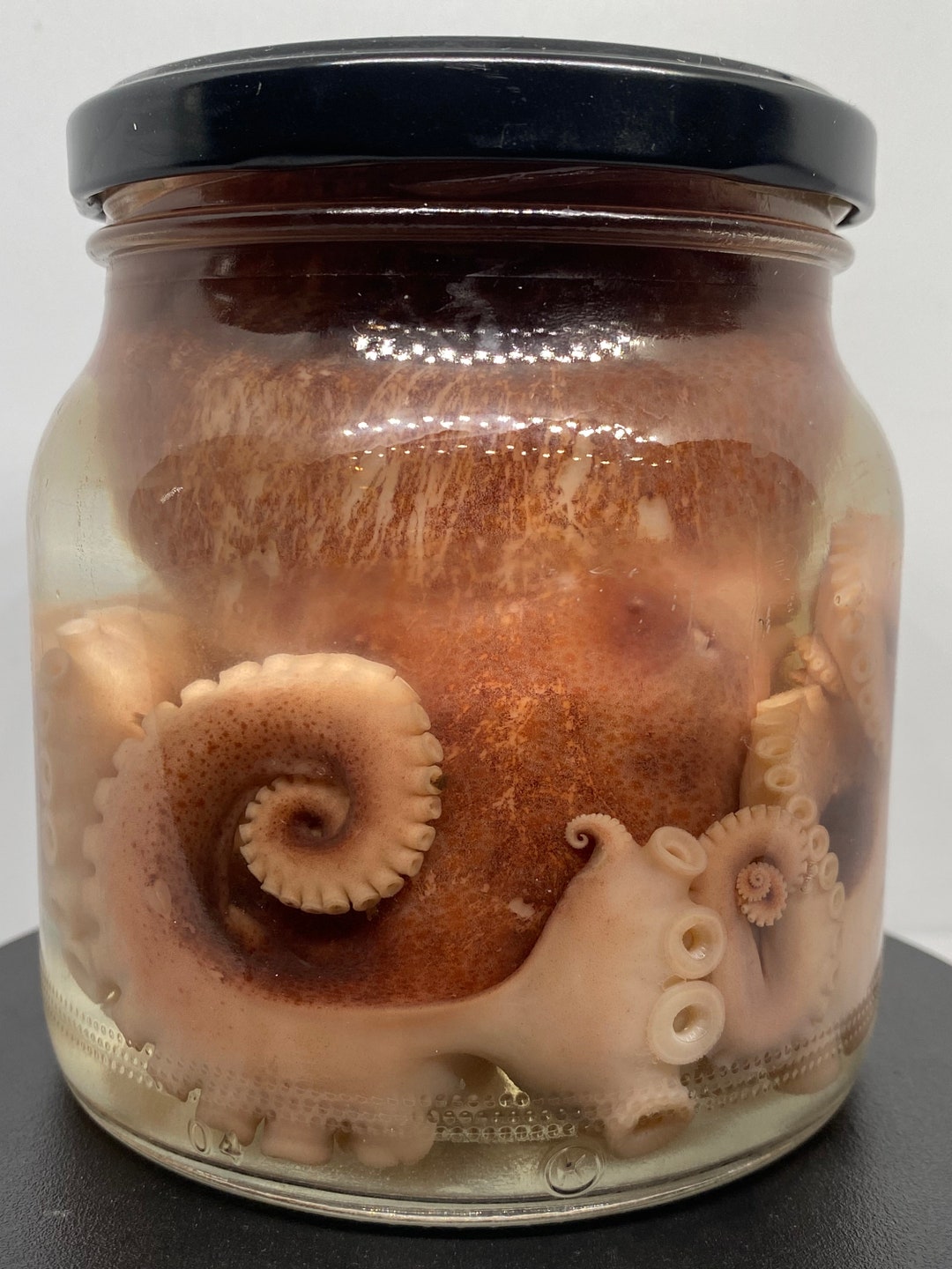 Large Octopus Wet Specimen, Naturally Preserved Octopus in Isopropyl Alcohol & Quality Glass