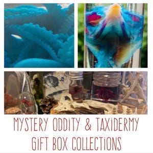 May include: A collection of images showcasing a blue octopus tentacle, a colourful specimen in a glass tube, and small jars with preserved items. The text reads "Mystery Oddity & Taxidermy Gift Box Collections."