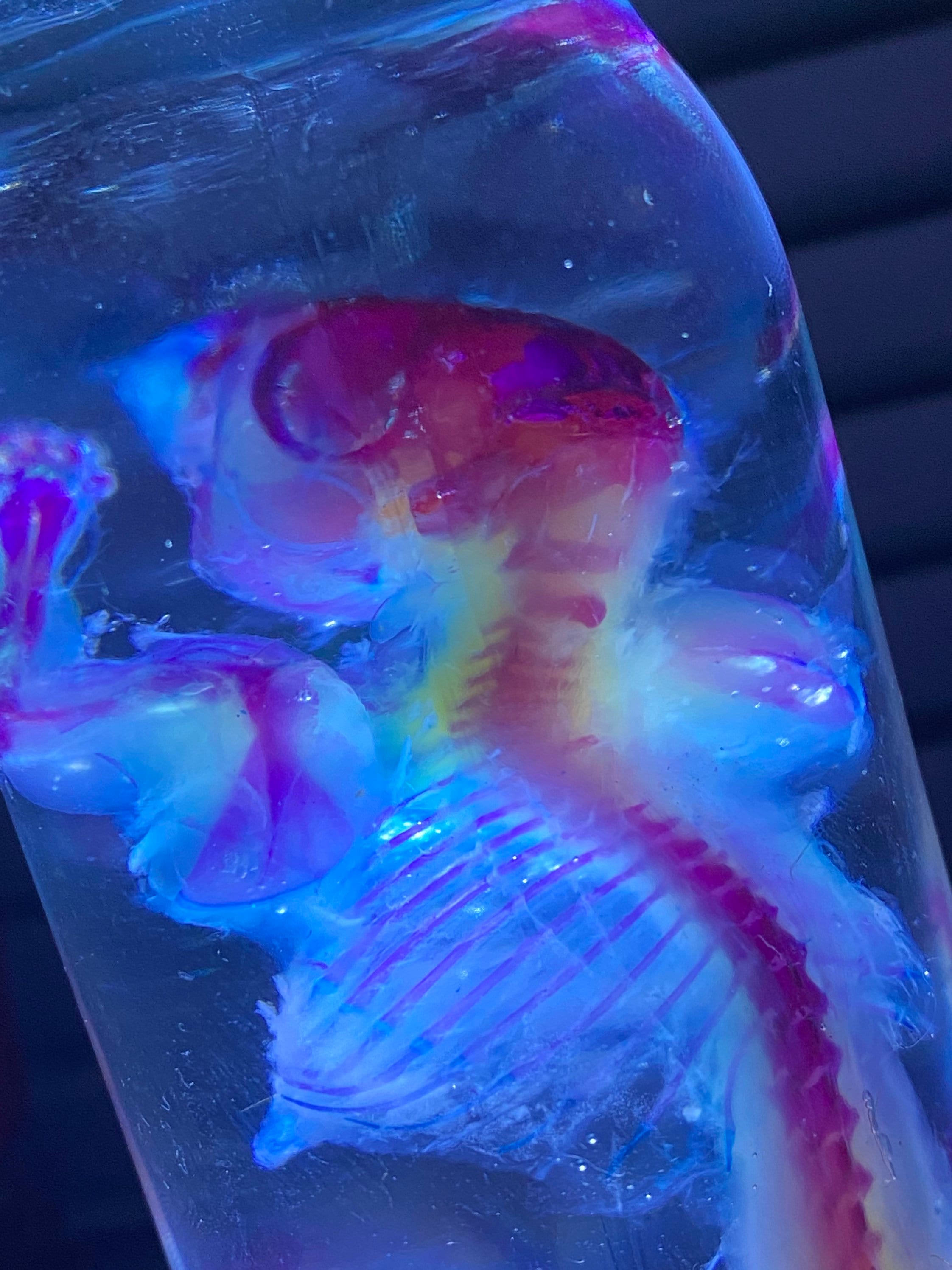 U.K. seller Large Diaphonized REAL specimens XL MULTIS Etsy