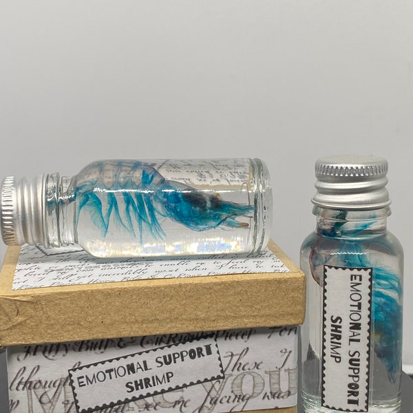One Emotional support shrimp wet specimen, the original & best gift boxed Emotional support shrimps, novelty gift