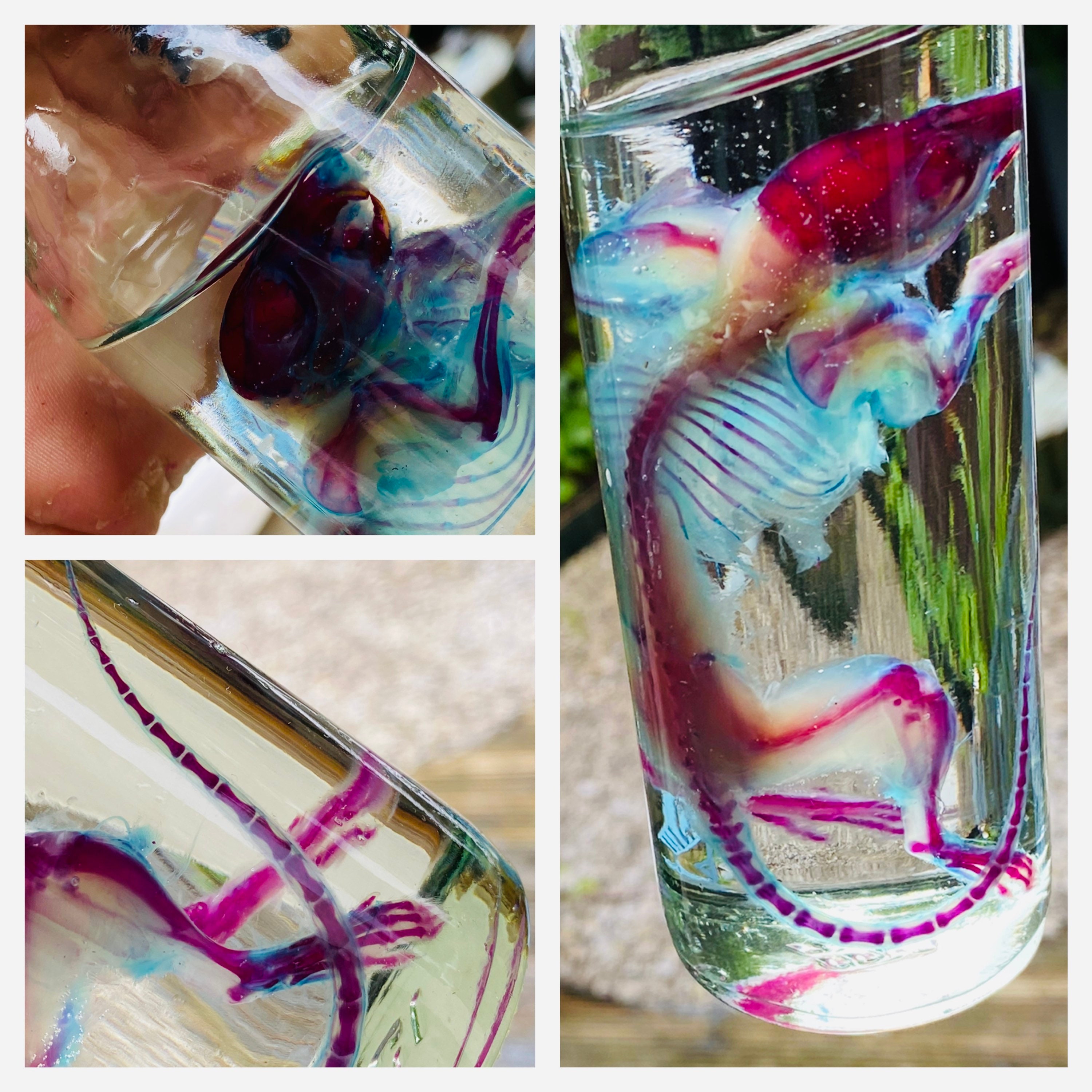 U.K. seller Large Diaphonized REAL specimens XL MULTIS Etsy