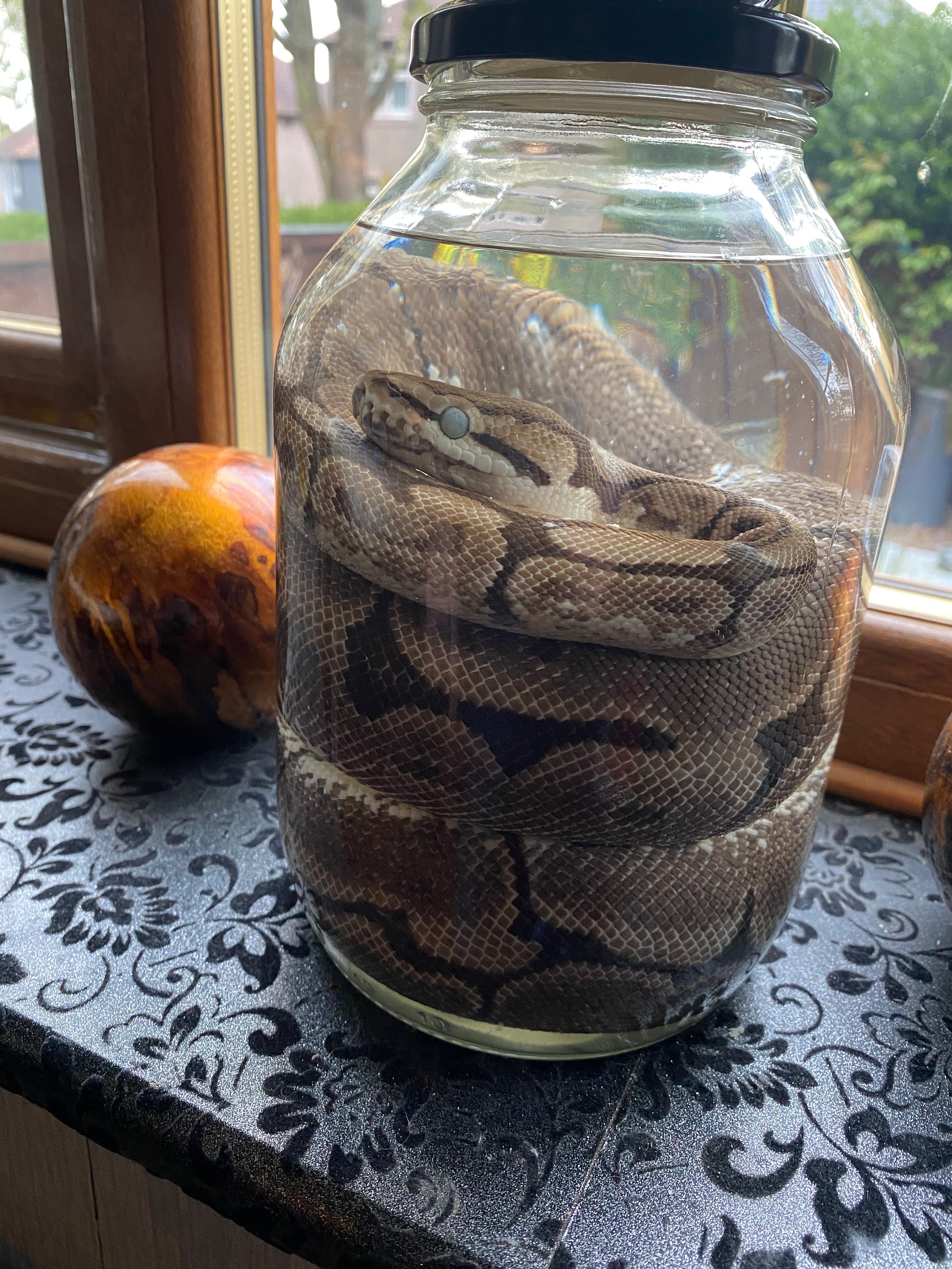 This is a REAL preserved snake and there is clear pictures. | Etsy