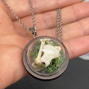 Partial rat skull, mixed bones & dried moss in dome glass enclosure hung on silver colour necklace, gift boxed
