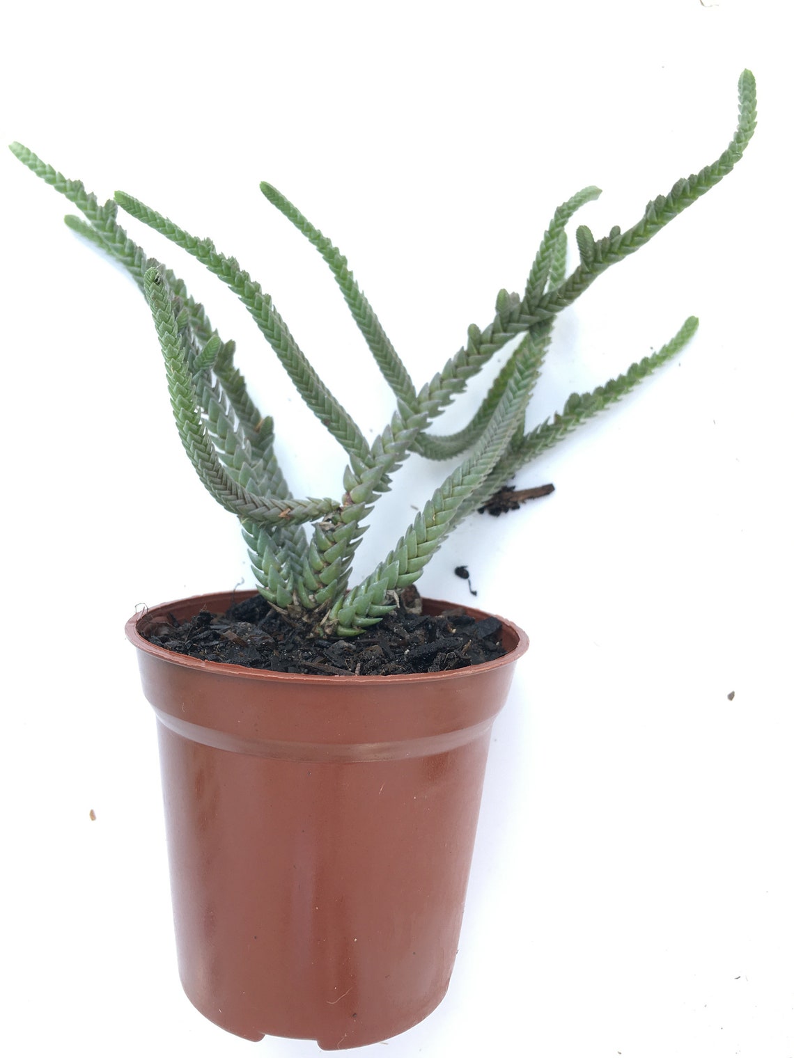 Succulent Crassula Muscosa Zipper Plant. Live plant in | Etsy
