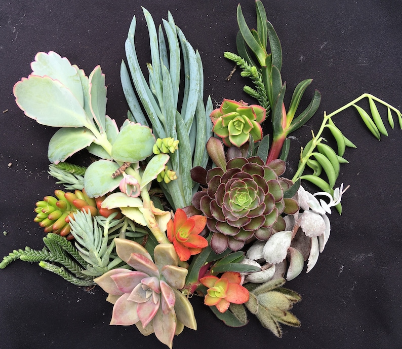 Succulent Cutting Variety Bundle of Fresh Cuttings no Roots Etsy Australia