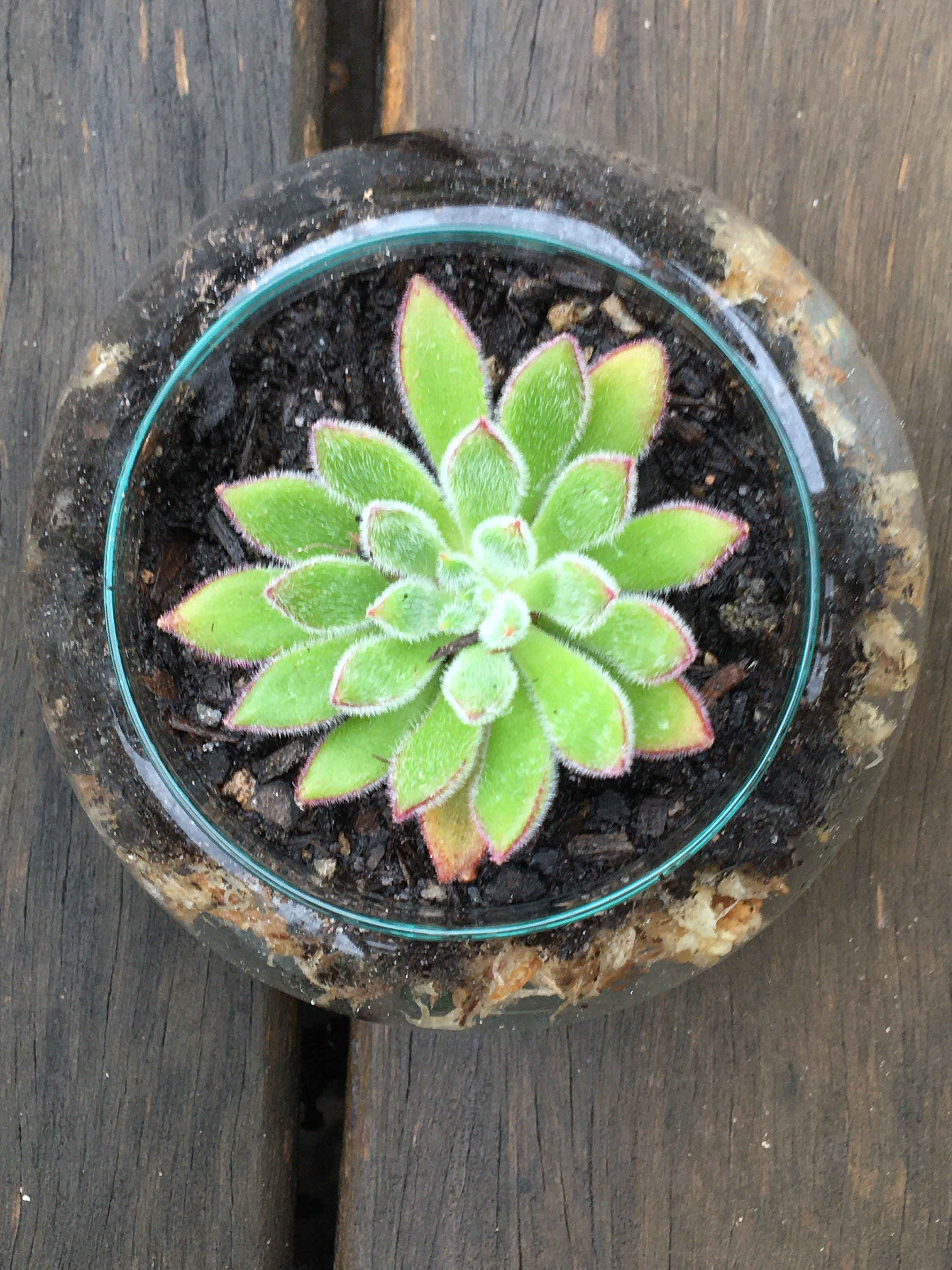 Succulent Echeveria Doris Taylor Woolly Rose plant in Etsy