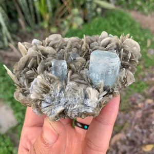 Blue Aquamarine Terminated  Crystals With Muscovite Flowers / Bunches On Mother-Rock Combine Specimen From Nagar Gilgit Pakistan B