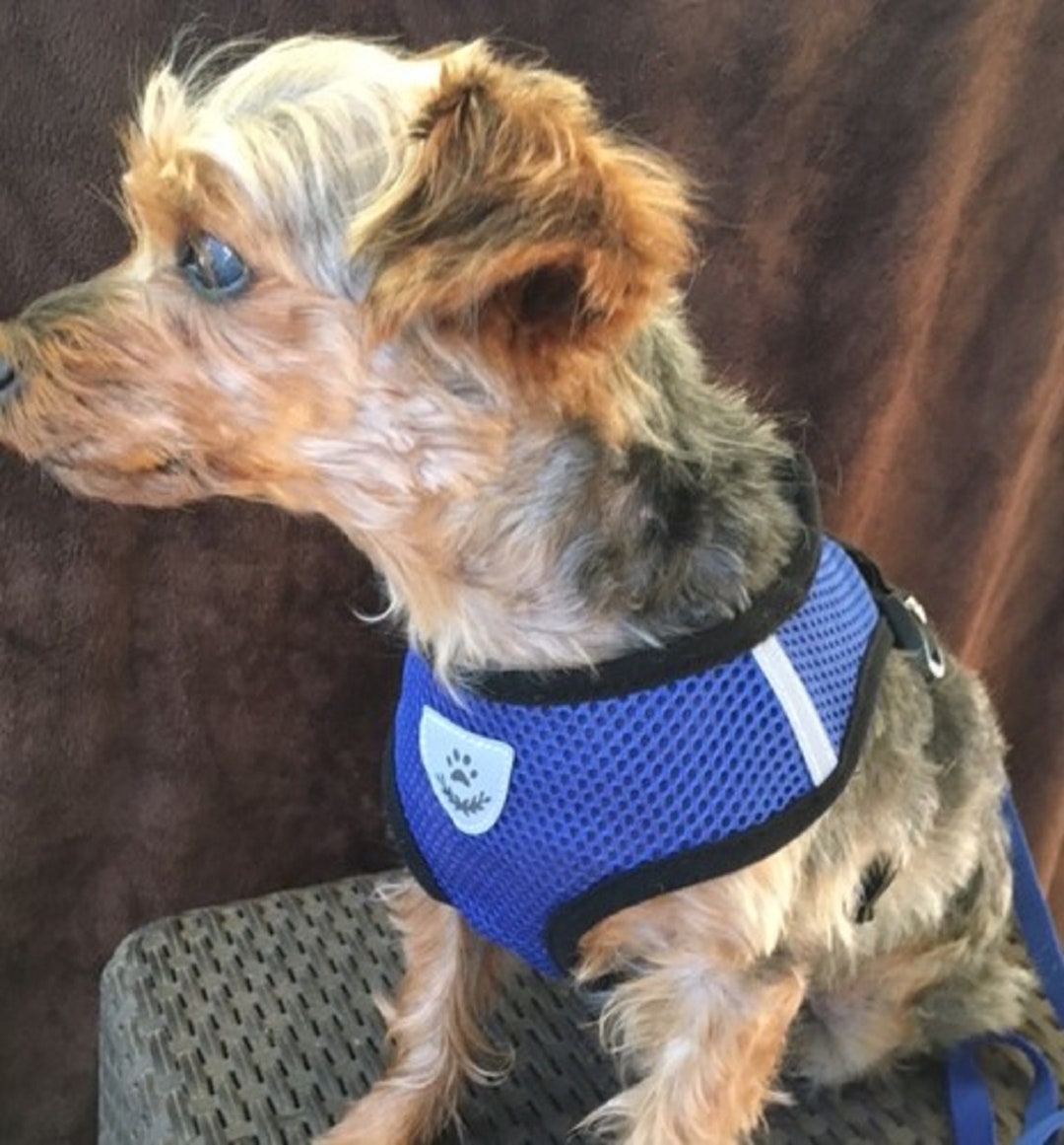Small Pet Harness & Leash Set Super Comfort Etsy