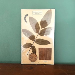 Rarität! Echte Walnuss Schullehrmittel Botanische Darstellung Welsche Nuss, Vintage Lernmittel um 1950, MidCentury, Schulkarten, Volkskunst