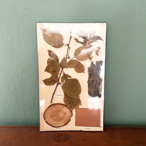 Rarità! CILIEGIO Sussidio didattico scolastico Illustrazione botanica del ciliegio “Prunus avium”, sussidio didattico d'epoca intorno al 1950 Schede scolastiche di metà secolo, arte popolare