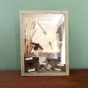 May include: A framed display of insects, including dragonflies and a bumblebee, with the German text "Wasserinsekten" visible. The display includes dried plants and small labels, all encased in a wooden frame.