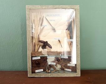 Great display case/showcase "Water Insects" by Hermann Böning Ulm around 1940, for schools, vintage teaching board, teaching aid, collectible box