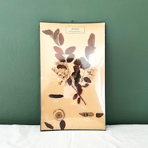 Rarität! Schülerlehrmittel Botanische Darstellung Akazie, Vintage Schülerlernmittel, 1940er/50er Jahren, MidCentury, Schulkarten, Volkskunst