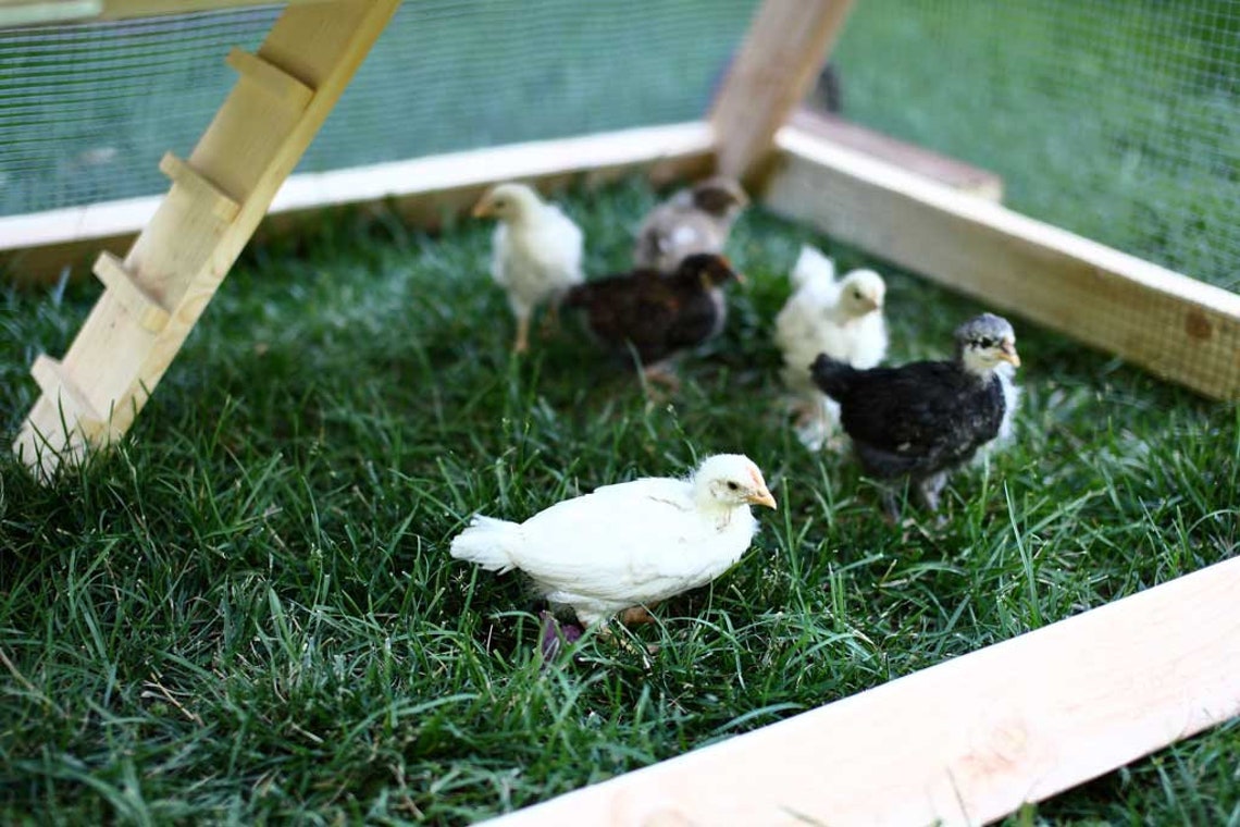 DIY Mobile Triangleshaped Chicken Coop Plans chicken Tractor Etsy