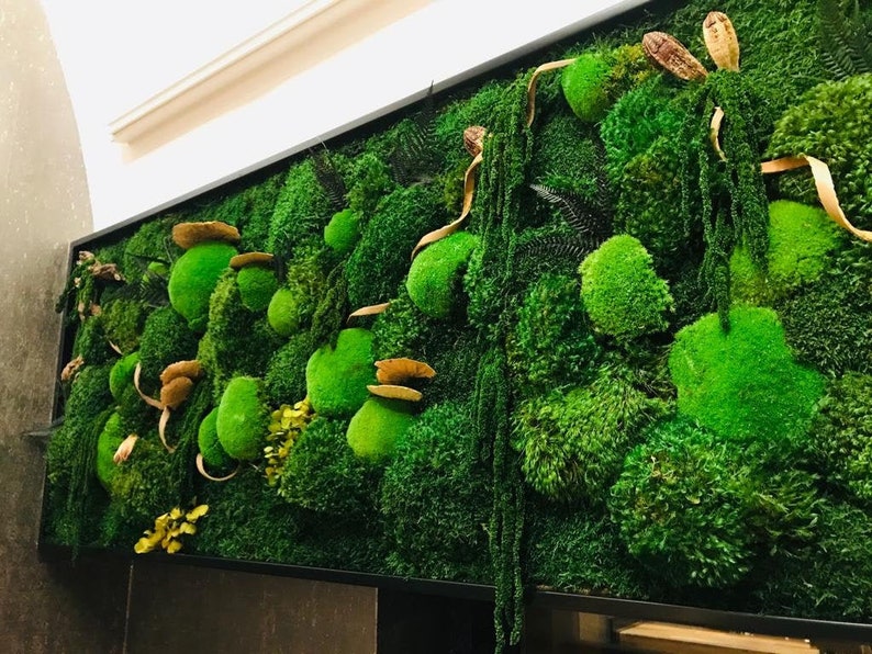 May include: A framed moss wall art piece with a variety of green moss textures and shapes. The moss is arranged in a natural, organic pattern, creating a visually appealing and calming effect.
