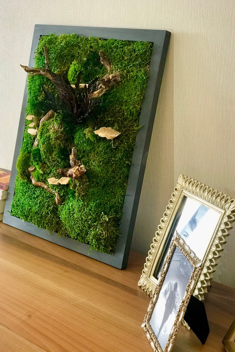 Moss Wall Art Largenatural Room Decorreal Moss Decorliving Etsy
