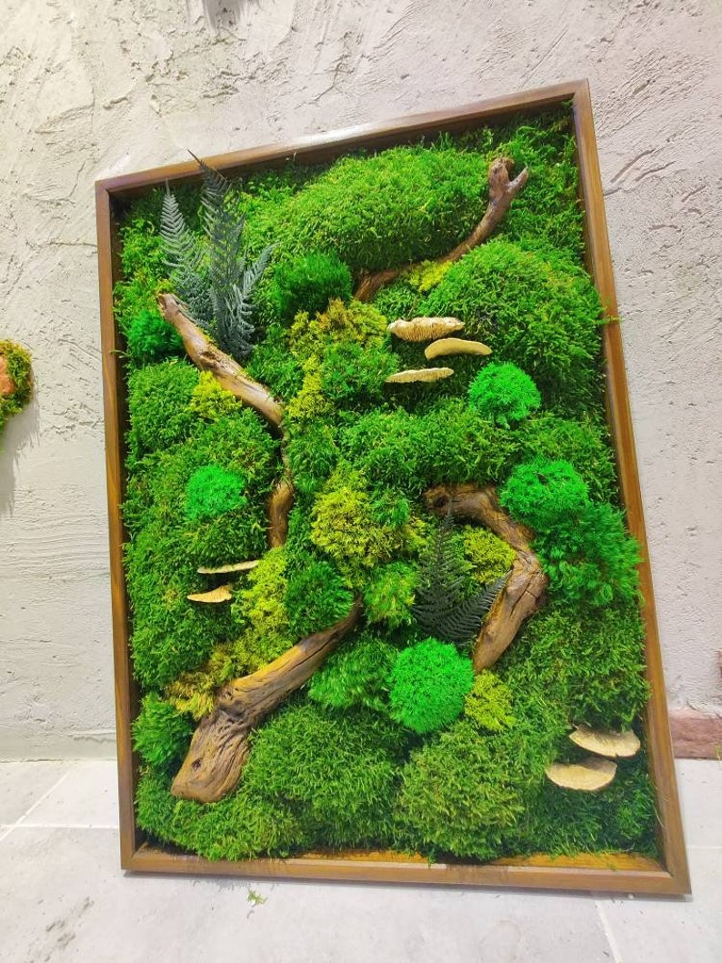 Moss Wall Art Largenatural Room Decorreal Moss Decorliving Etsy