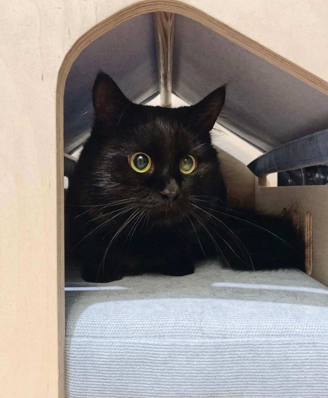 Active pets matt cat personal place hut with window soft Etsy