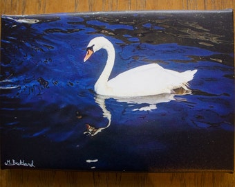 Swan rectangle canvas