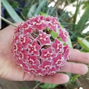 Hoya Pubicalyx splash Pink Silver established live plant in a 3.5&quot; pot,Hoya live starter plants rooted  potted,Sunnyjenni