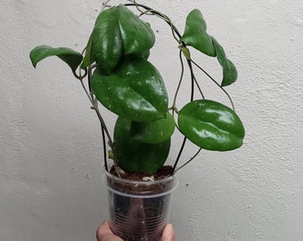 Large Hoya cv. Joy splash established plant long tendril, Rare Hoya plants,Rare uncommon black margin leaves Hoya plant,Hoya Joy large plant