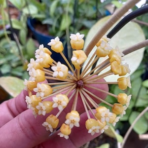 Medium size surigaoensis fully rooted established plant in pot actively growing,Sunnyjenni Hoya, big large leaf uncommon Hoya plant