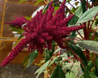 200+ Giant Purple Amaranth seeds, Amaranthus hypochondriacus ‘Giant Purple',Giant Purple Edible plant seeds