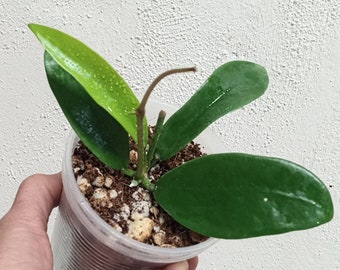 Hoya Melifua fully rooted established plant in pot actively growing,Sunnyjenni Hoya,Rare Hoya wax plants,Rare uncommon Hoya plant