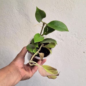 Hoya cv. Sunrise full plant, Sunnyjenni Hoya,Rare Hoya plants, Rare uncommon red leaves when sun stressed Hoya plant