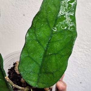 Hoya sp. Singapore rooted plant large leaf Hoya, Rare uncommon collectible Hoya plant Sunnyjenni, rare Large leaves Hoya